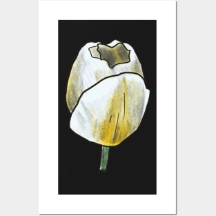 Tulip Posters and Art